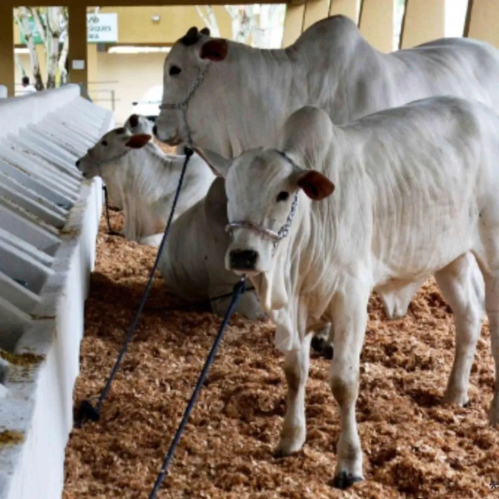 Edição histórica da Expofeira será aberta hoje, após intervalo de quatro anos