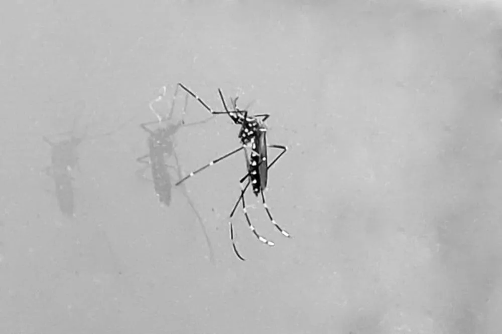 Saúde intensifica alerta para prevenção da chikungunya em Feira de Santana